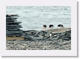 16 palearctic oystercatchers display * 1792 x 1204 * (1.88MB)